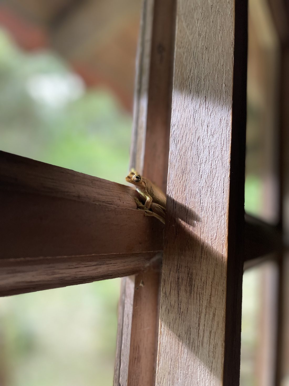 A small tree frog on a wooden window frame in Costa Rica