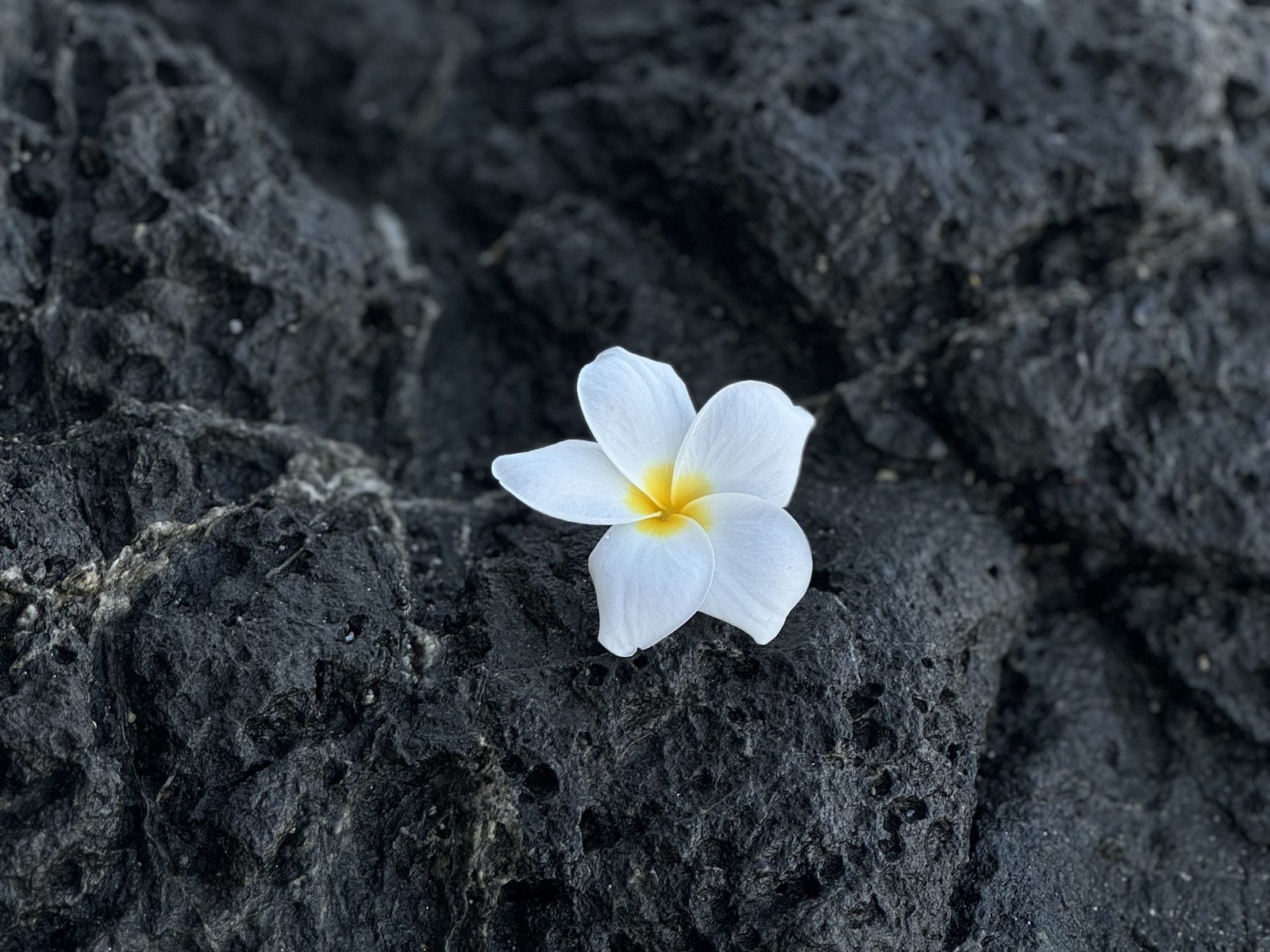 A white frangipani flower resting on volcanic rock in Costa Rica